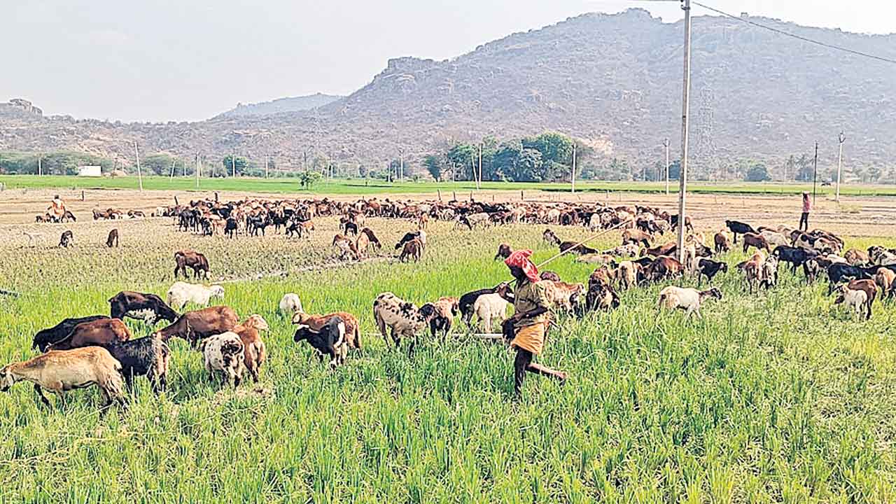 పంటలు ఎండుతున్నా..పట్టించుకోని అధికారులు