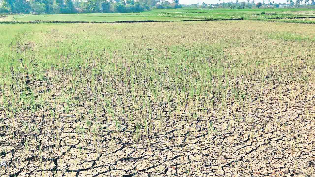 రైతు బతుకు ఆగం