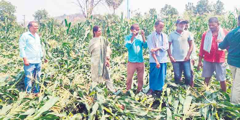 గాలివాన బీభత్సం