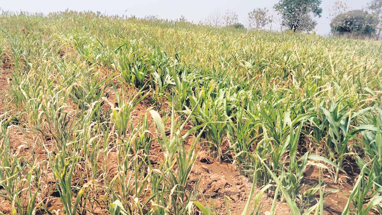 అడుగంటిన ఆశలు