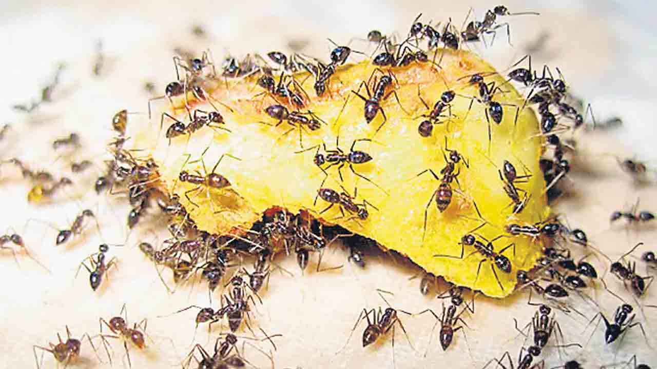 Ants | చిట్టి చీమలు.. మానవాళికి పెద్ద మిత్రులు.. ఇండ్లలోకి ఎందుకు వస్తాయో తెలుసా!