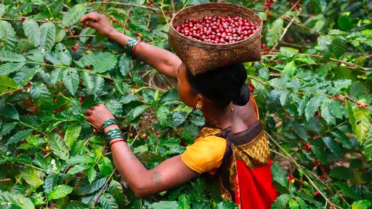 Coffee stalls | పార్లమెంట్‌లో అరకు కాఫీ.. రేపే రెండు స్టాల్స్‌ ప్రారంభం