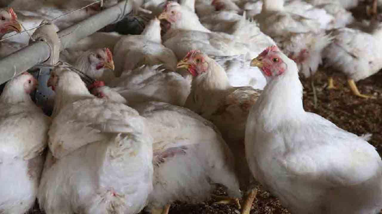 Bird Flu | యాదాద్రిలో బర్డ్ ఫ్లూ కేసు.. భయాందోళనలతో ప్రజలు