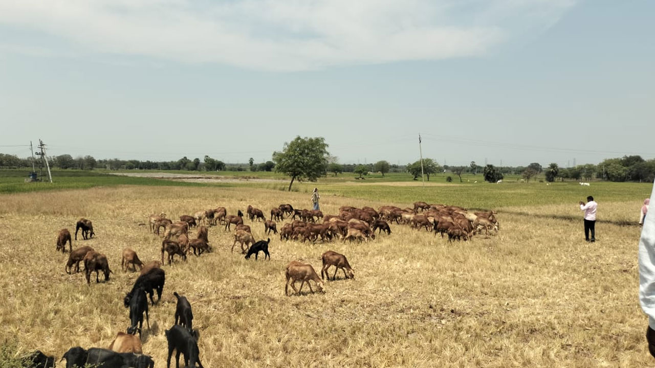 Kodada | కాంగ్రెస్ నేతల మాటలు నమ్మి వరి వేసిన రైతులు.. సకాలంలో నీళ్లందక మందలపాలైన పంట