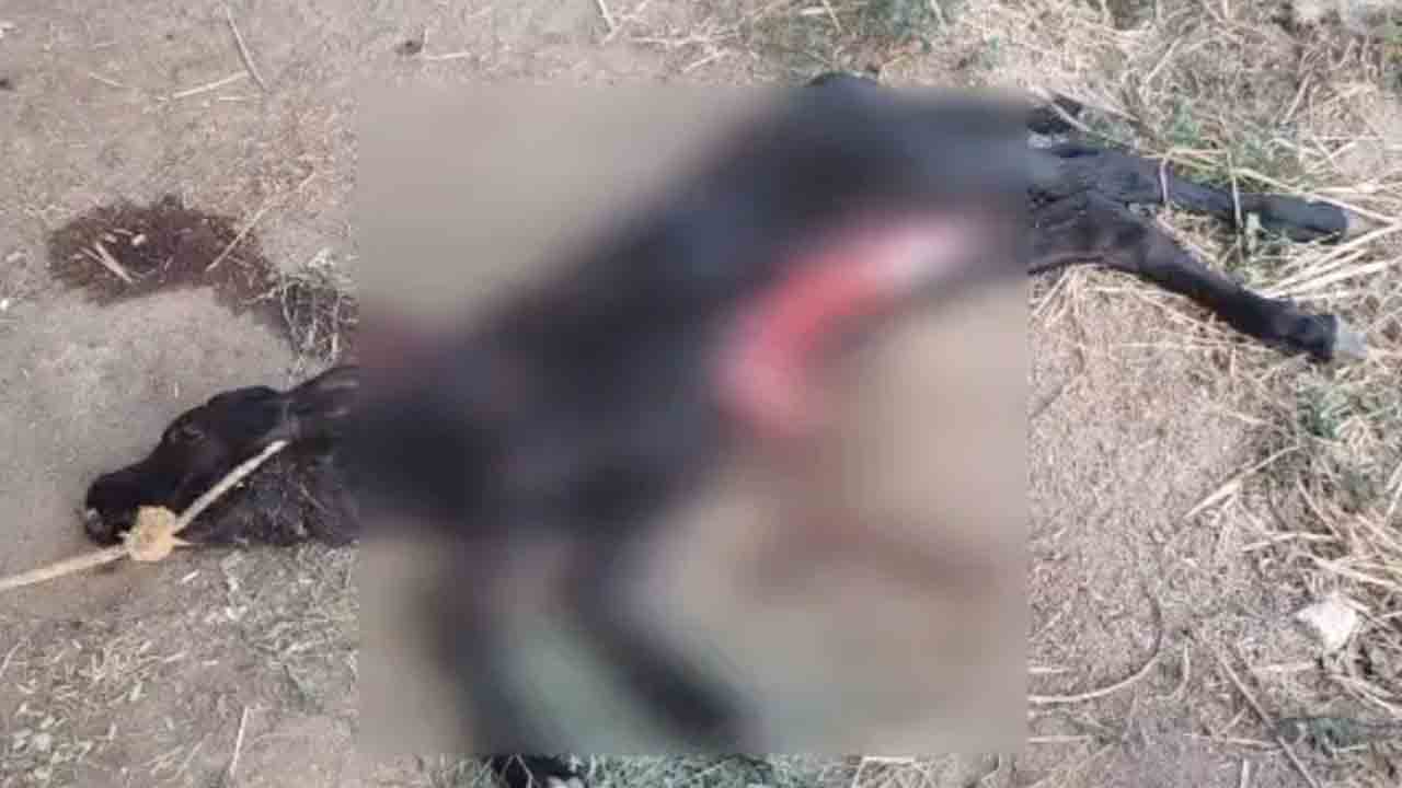 చిరుత దాడిలో దూడలు మృతి