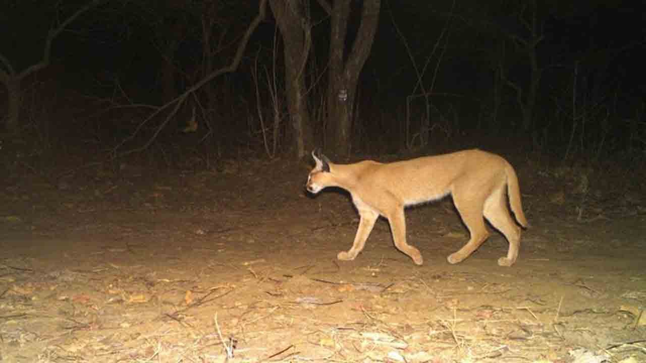 Caracal | ముకుంద్ర హిల్స్‌లో అరుదైన అడవి పిల్లి.. ఫొటో షేర్‌ చేసిన మంత్రి