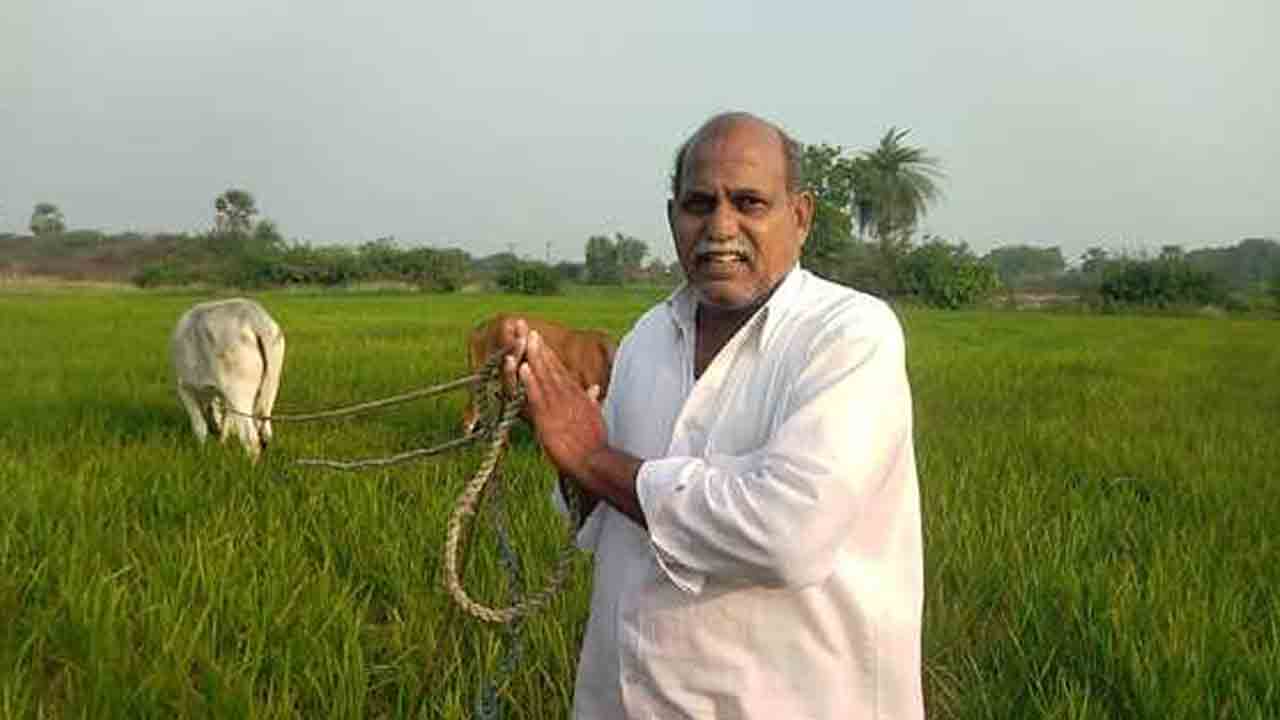 Cattle Feed | కాంగ్రెస్ ప్రభుత్వ నిర్లక్ష్యం.. సాగు నీరు లేక పశువులకు మేతగా మారిన వరి పంట