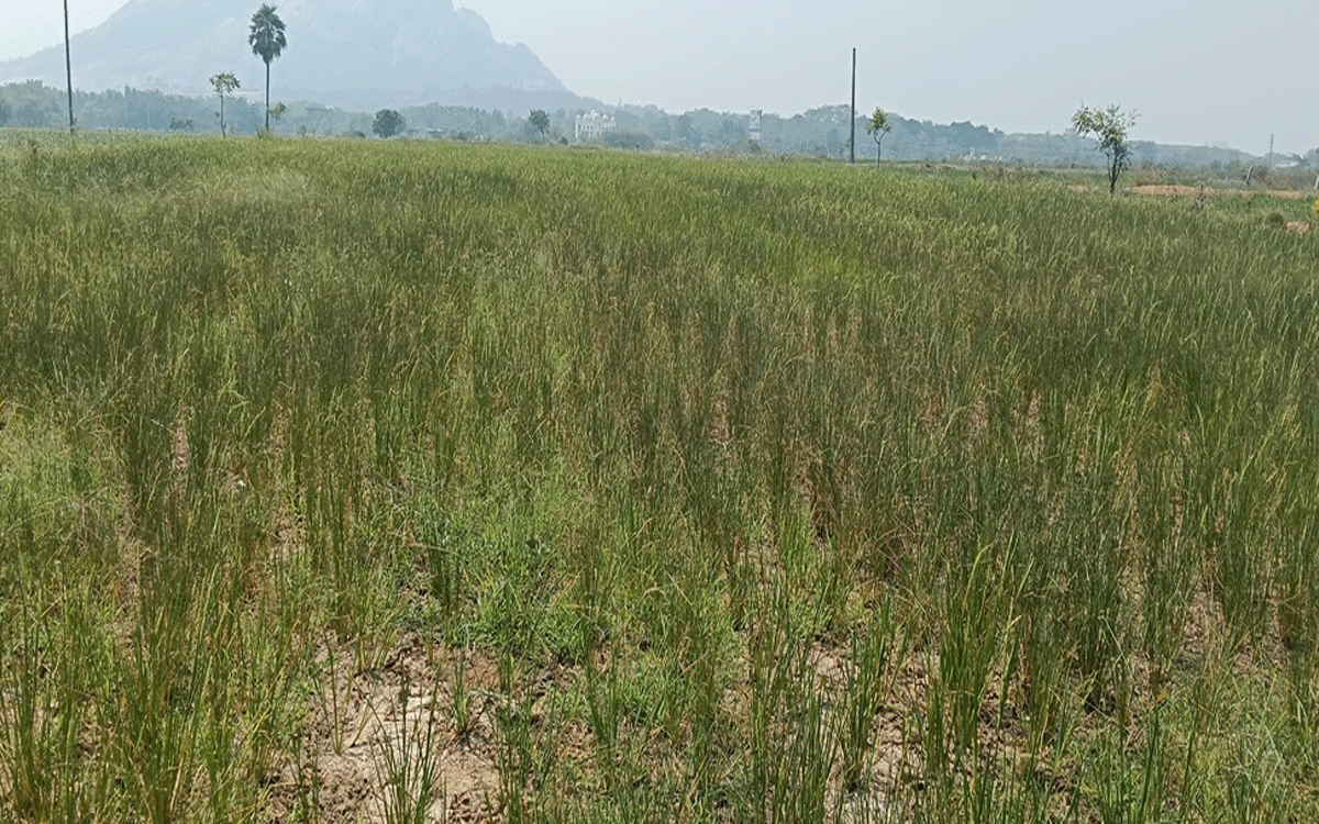 Srsp Water : కాల్వ పక్కనే ఉంది.. పదకొండు ఎకరాలు ఎండింది