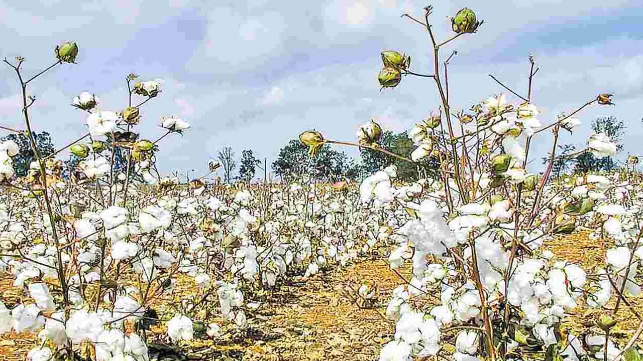 పత్తి రైతులపై భారీగా విత్తన భారం