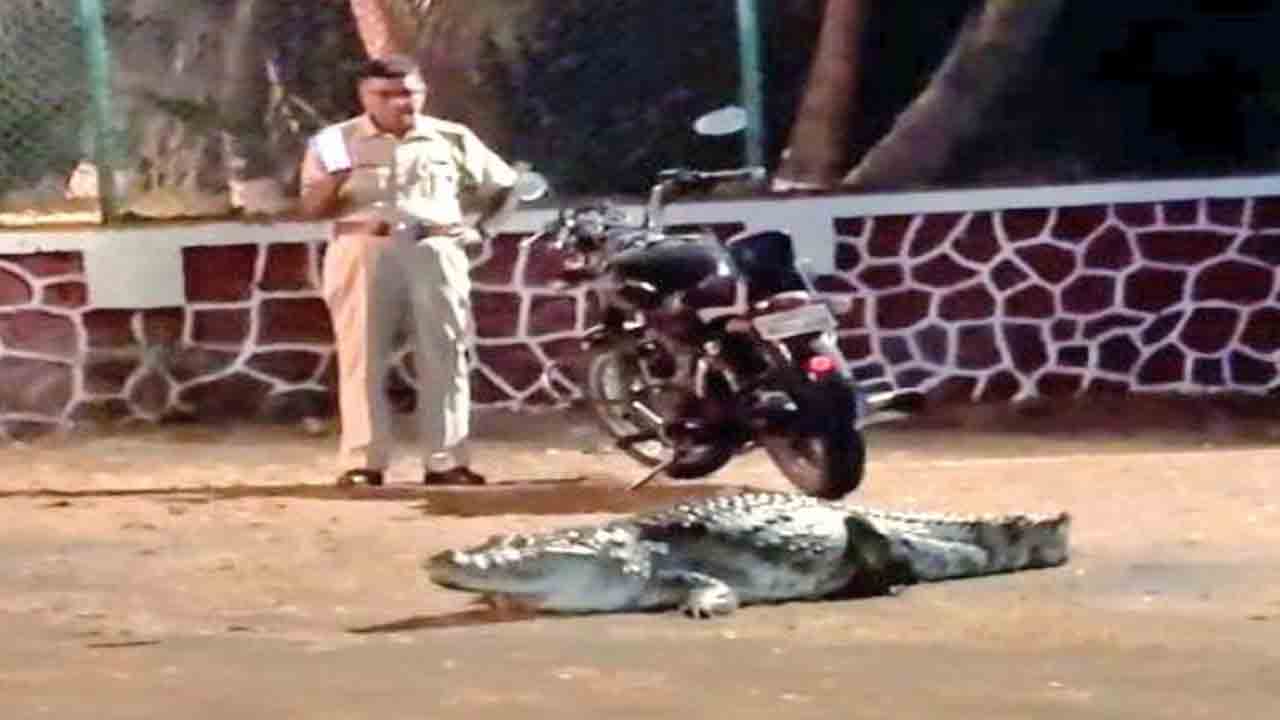 Crocodile In IIT-Bombay Campus | ఐఐటీ బాంబే క్యాంపస్‌లో భారీ మొసలి..  తర్వాత ఏం జరిగిందంటే?