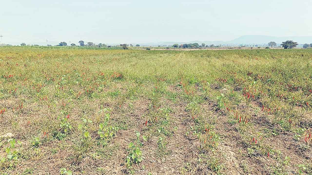 Crops
