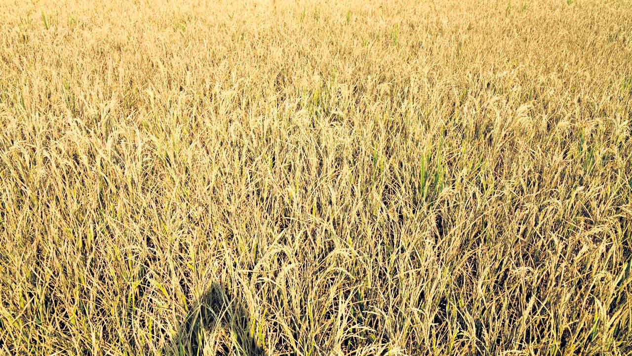 Crops