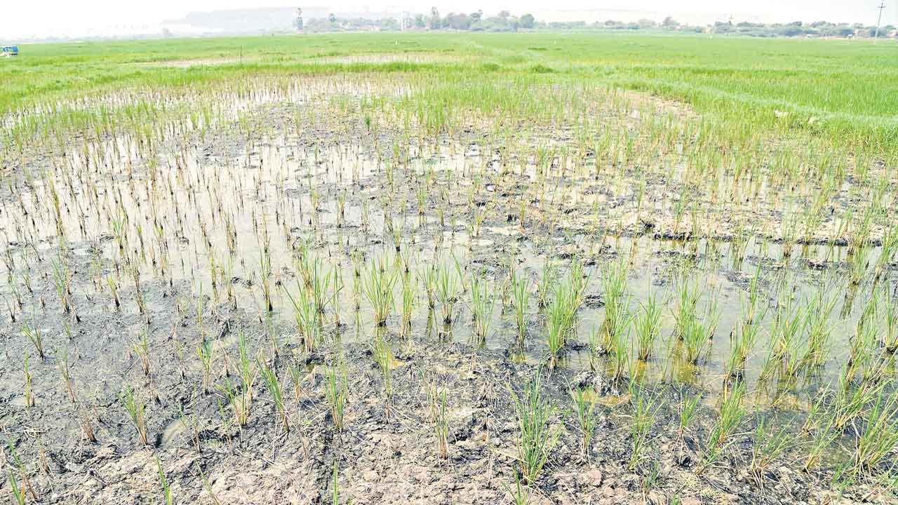 అడుగంటిన జలాలు ఎంగుతున్న పంటలు