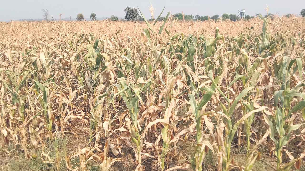 అడుగంటిన జలాలు.. ఎండుతున్న పంటలు