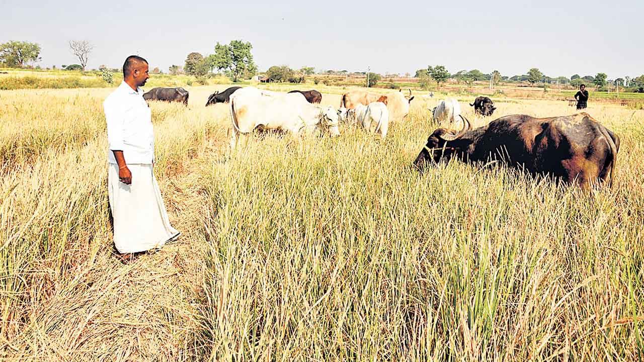 చేతికందే దశలో రైతుకు నీటిగోస