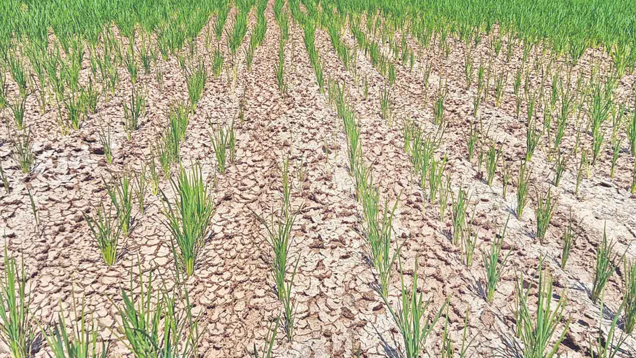 Crops Drying