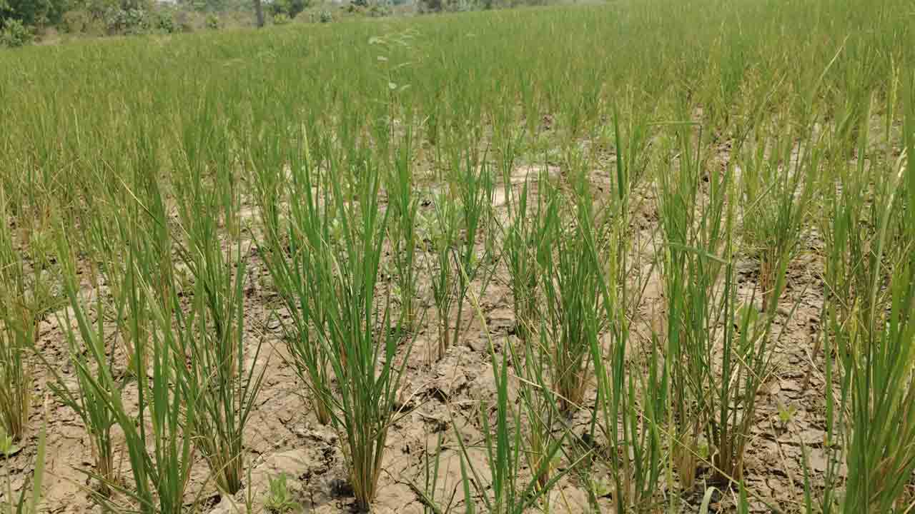 ఎండిన వాగు.. వాడిన పంట!