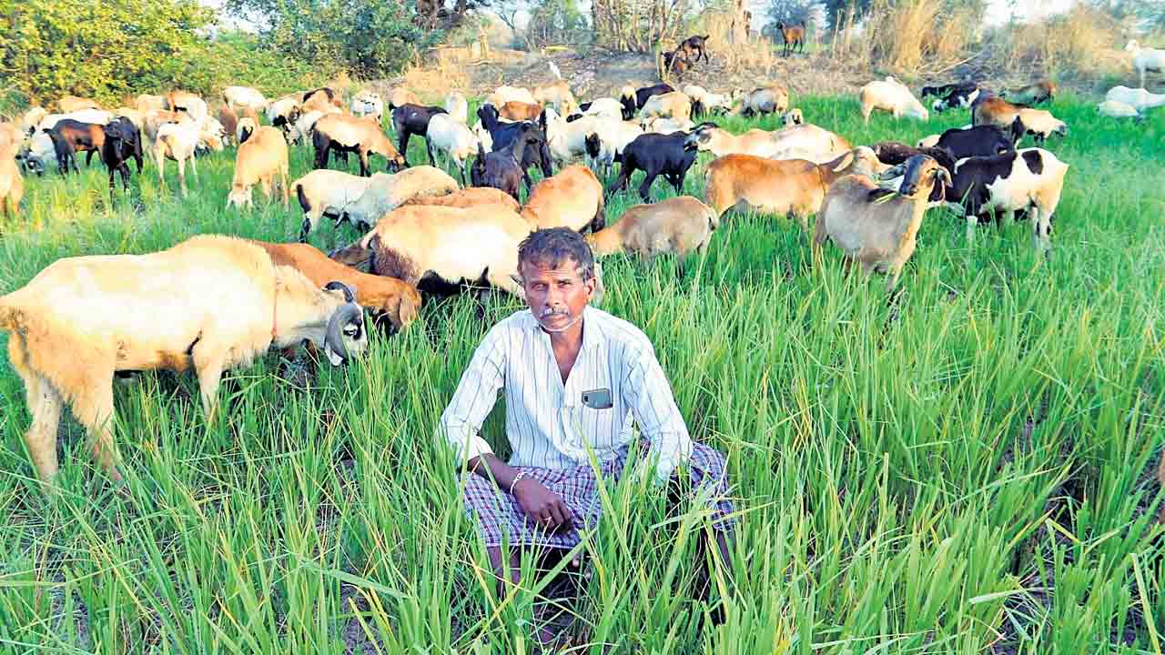 పొలంలో బీళ్లు.. రైతు కంట కన్నీళ్లు..