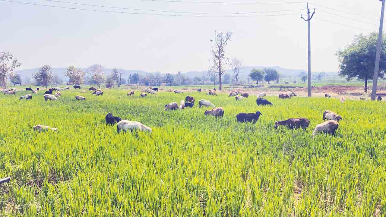కోతకు రాకముందే మేతకు..