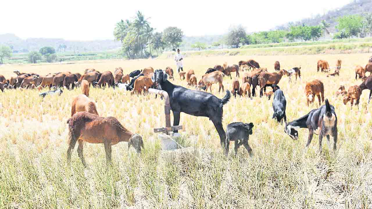 నీళ్లు కరువై.. గుండె చెరువై..