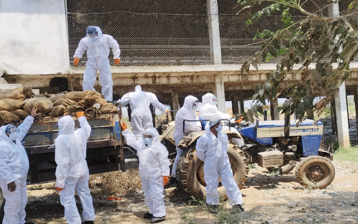 Bird flu : ధోతిగూడెంలో బ‌ర్డ్ ఫ్లూ కేసు న‌మోదు.. రంగంలోకి జిల్లా యంత్రాంగం