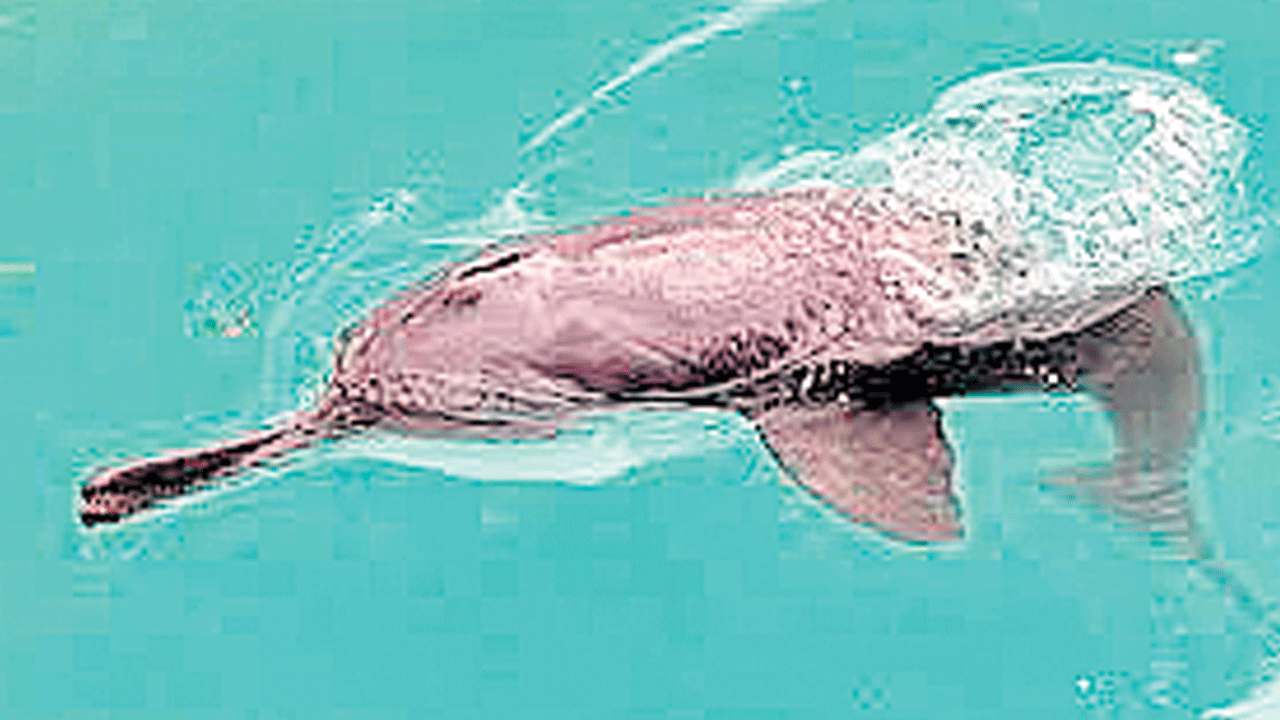 దేశంలో 6,324 డాల్ఫిన్లు