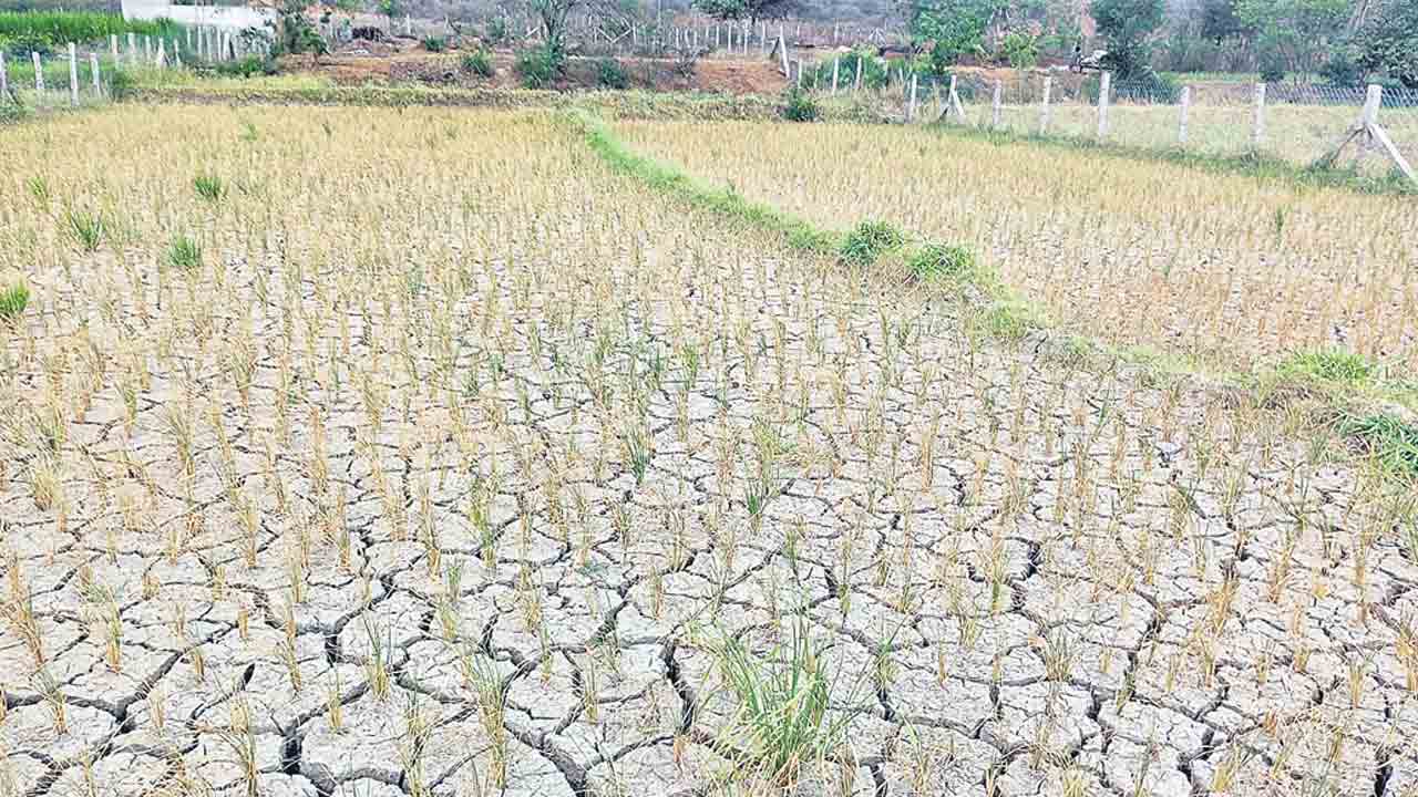 ఎక్కడ చూసినా.. ఎండిన పంటలే.. రంగారెడ్డి జిల్లాలో తగ్గుతున్న భూగర్భజలాలు