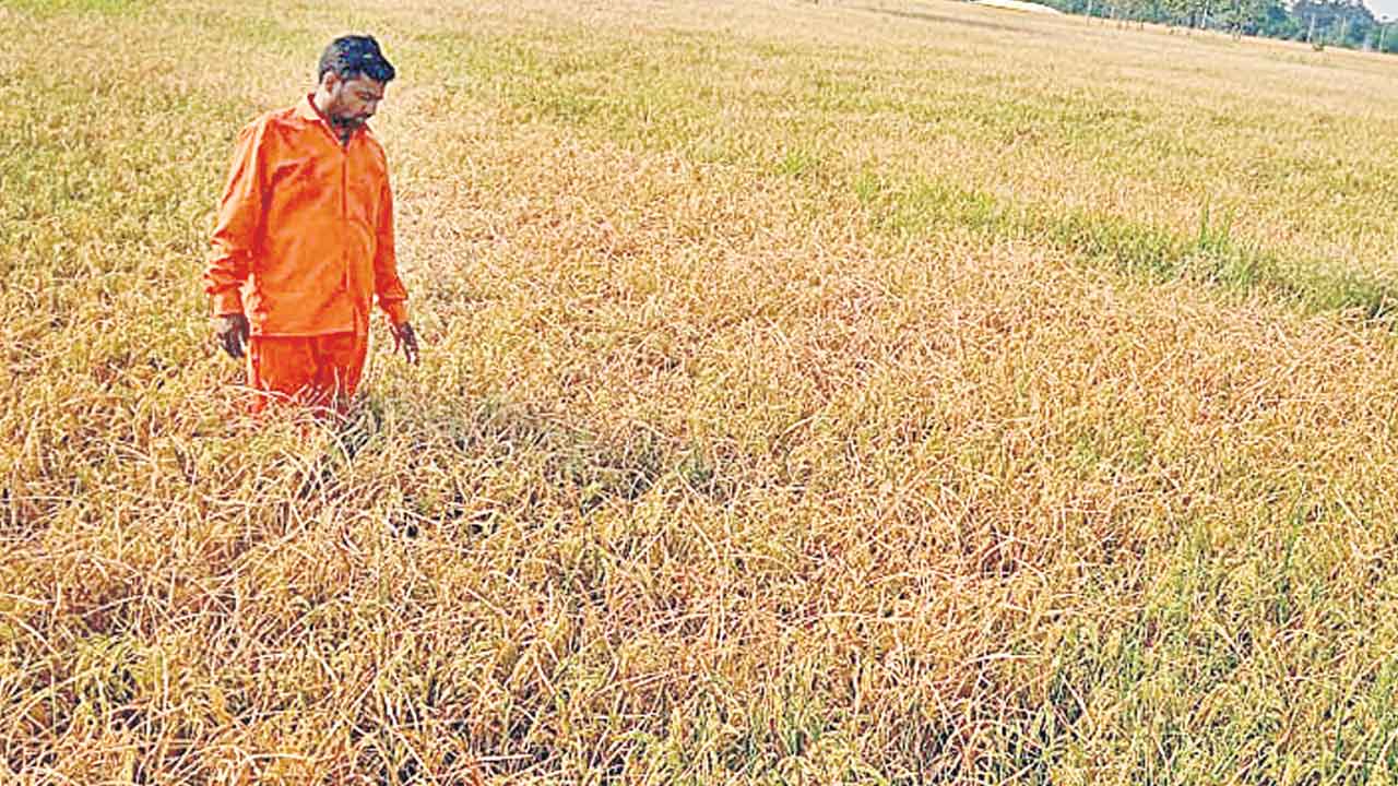 Drying Crops