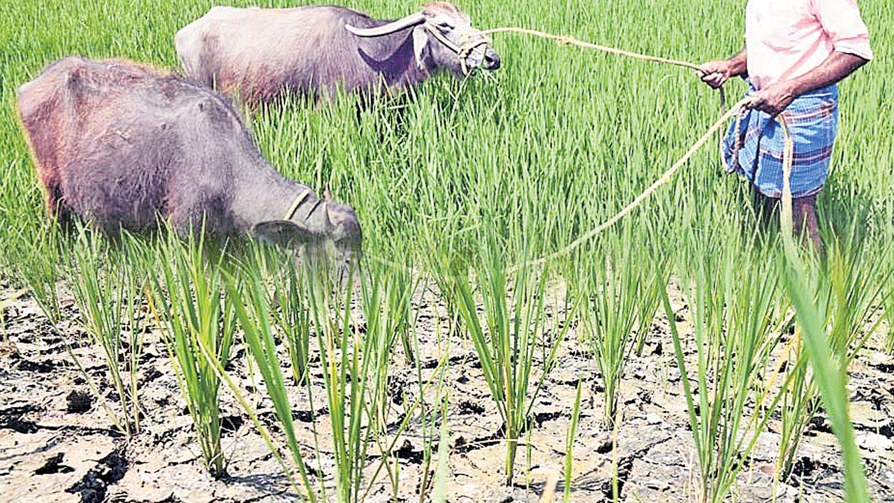 పంటలు ఎండుతున్నా పట్టదా..