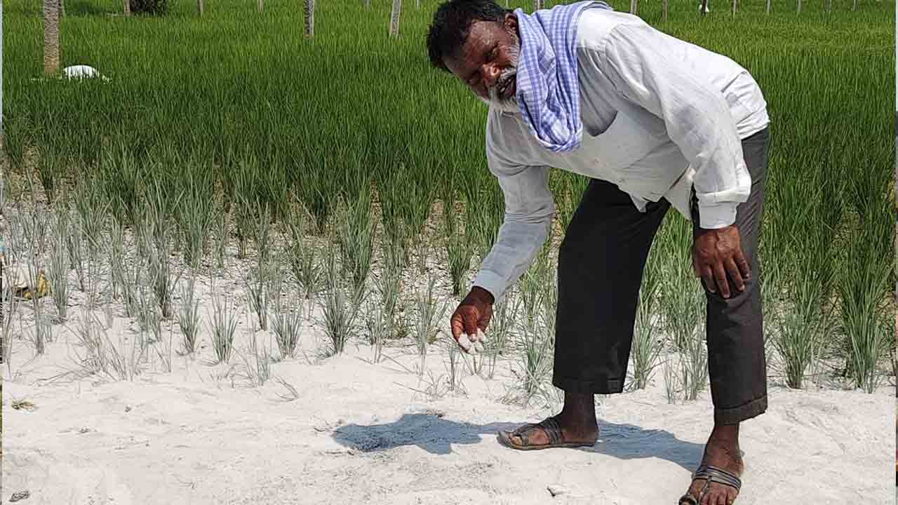 Farmer | ఎండిపోతున్న పంట కోసం మరో బోరు వేస్తే.. రైతు షేక్‌ శరీఫోద్దిన్‌కు కన్నీరే మిగిలింది