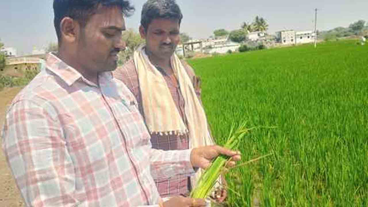 Fire Blight | రైతుకు తీవ్ర నష్టం.. వరి పొలాల్లో అగ్గి తెగులు నివారణపై అవగాహన