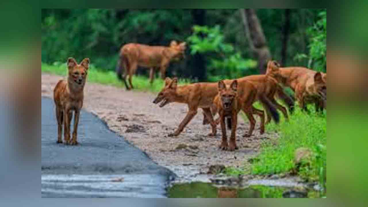 Dogs Attack | రేసుకుక్కల దాడిలో 18 గొర్రెలు మృతి