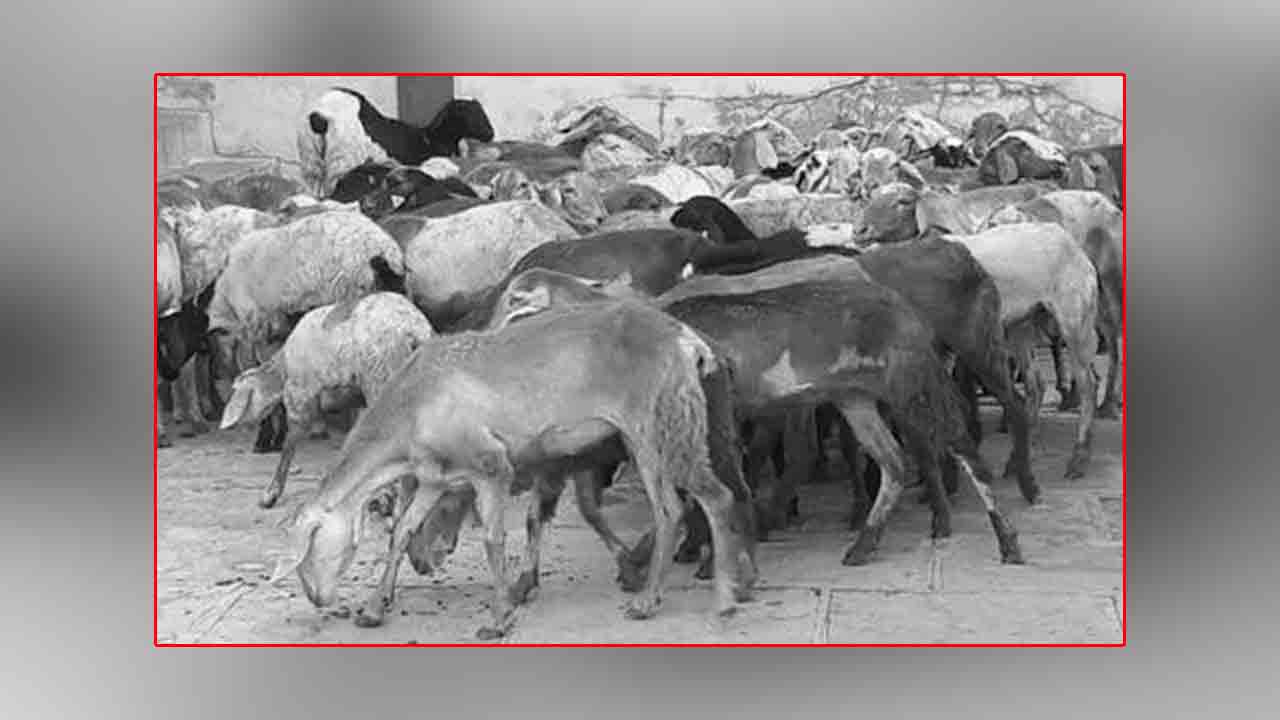 Mahabubnagar | కారు ఢీ కొన్న ఘటనలో 10 గొర్రెలు మృతి