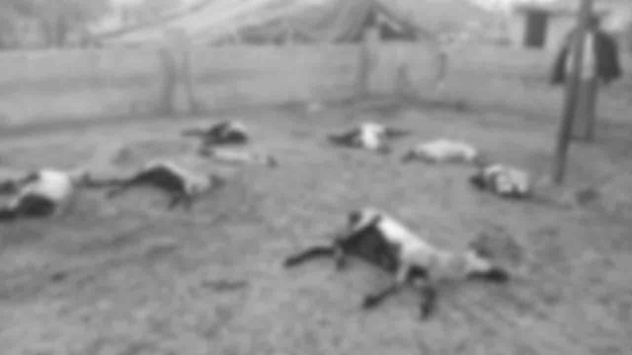 Dog Attacks | కమ్మర్పల్లి మండలంలో కుక్కల దాడిలో 10 మేకలు మృతి