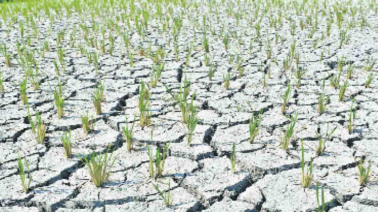 అడుగంటిన ఆశలు.. నెట్టెంపాడును ఎండబెట్టిన కాంగ్రెస్‌ సర్కారు