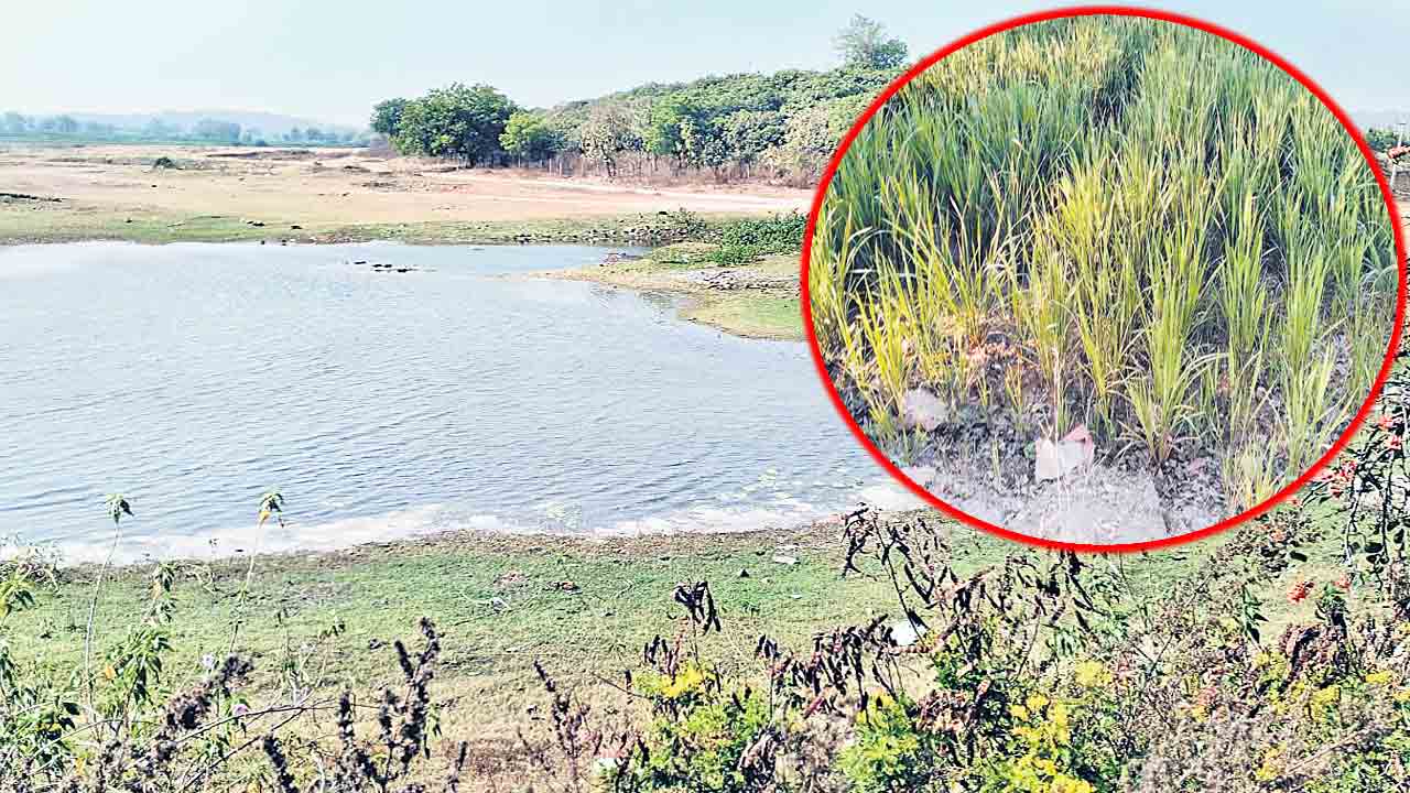 పంట చేతికొచ్చేనా ?