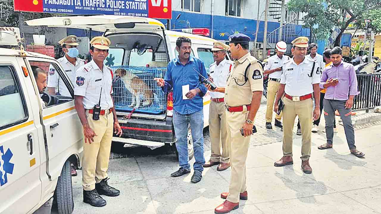 కుక్క వేసెక్టమీ కోసం అంబులెన్స్‌