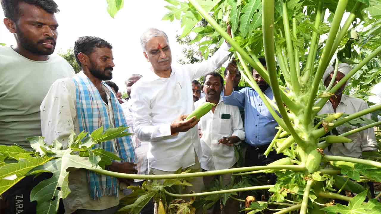 Harish Rao P
