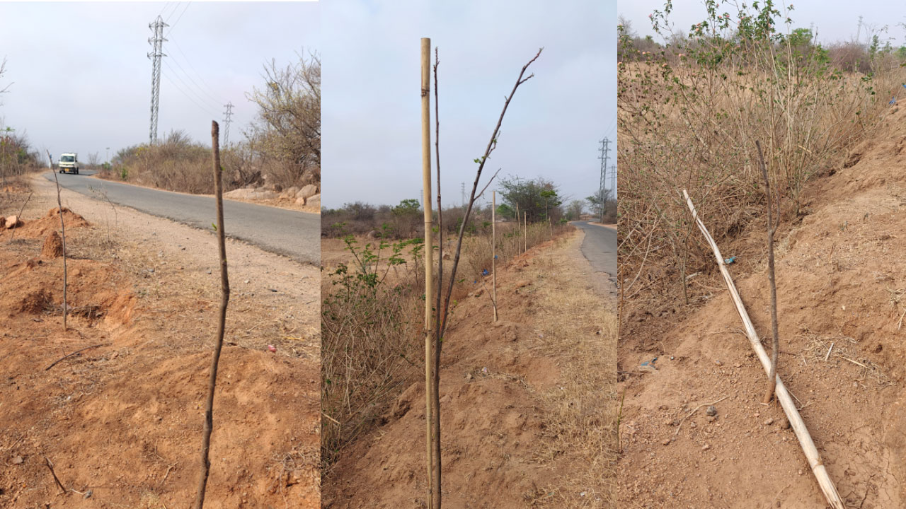 Haritha Haram | నాడు హరితం.. నేడు హతం.. అధికారుల నిర్లక్ష్యంతో ఎండుతున్న మొక్కలు