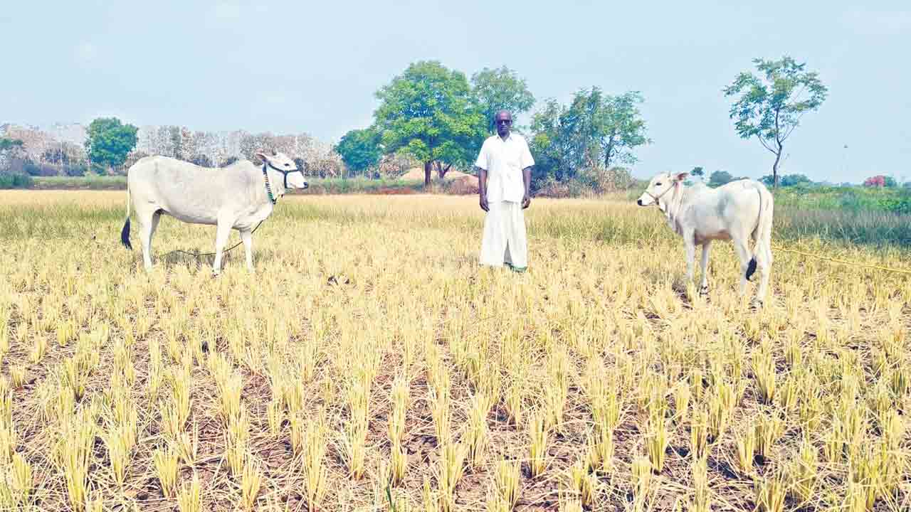 గర్శకుర్తిలో సాగునీటి గోస