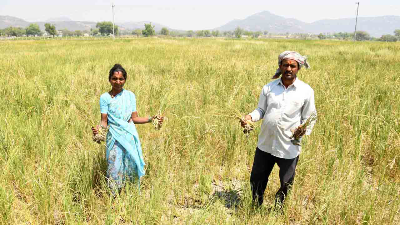 పంట ఎండే.. గుండె మండే..