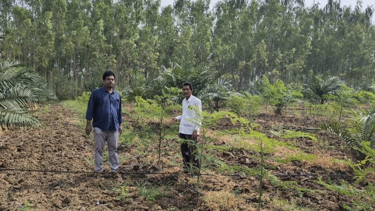 మునగ సాగుకు పూర్తి సబ్సిడీ