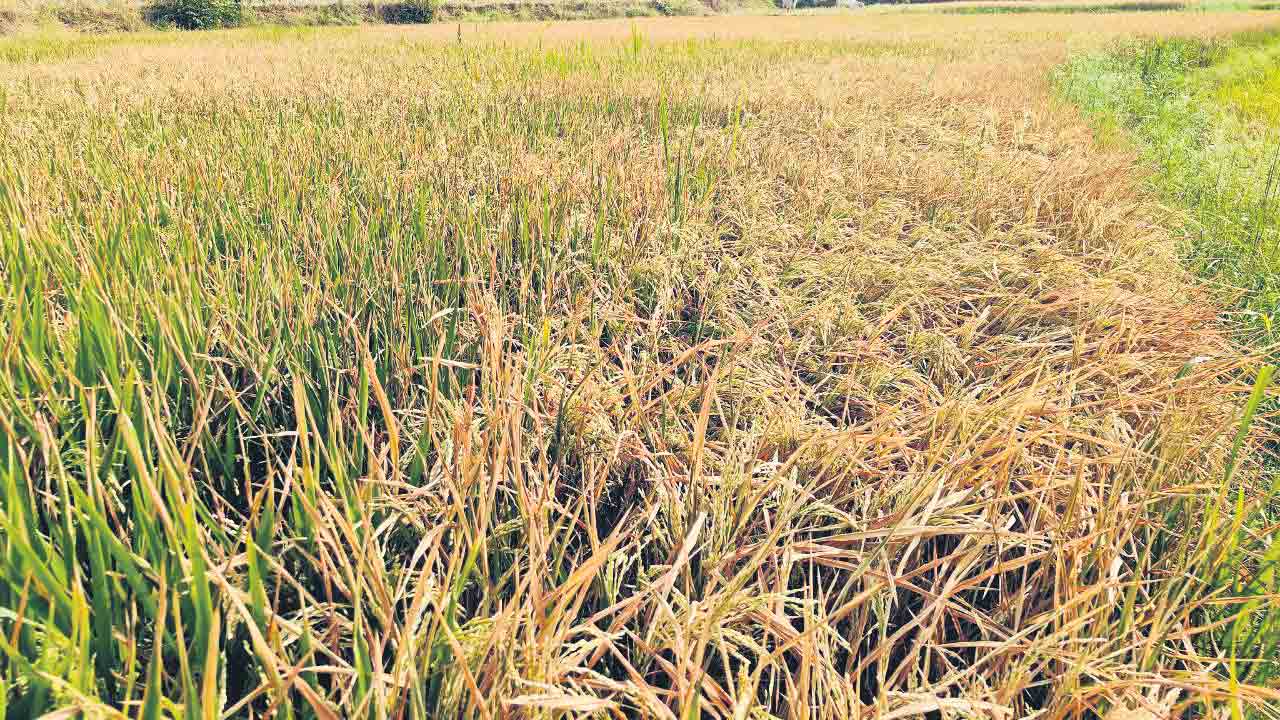 సాగునీరు రాదు.. పొలం పారదు