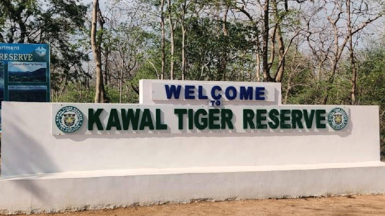 Kawal Tiger Reserve | వలస పక్షులకు నిలయం కవ్వాల్‌ అభయారణ్యం