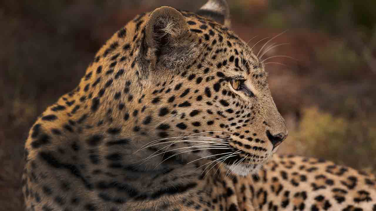 Leopard | వామ్మో చిరుత.. భయాందోళనలో రైతులు