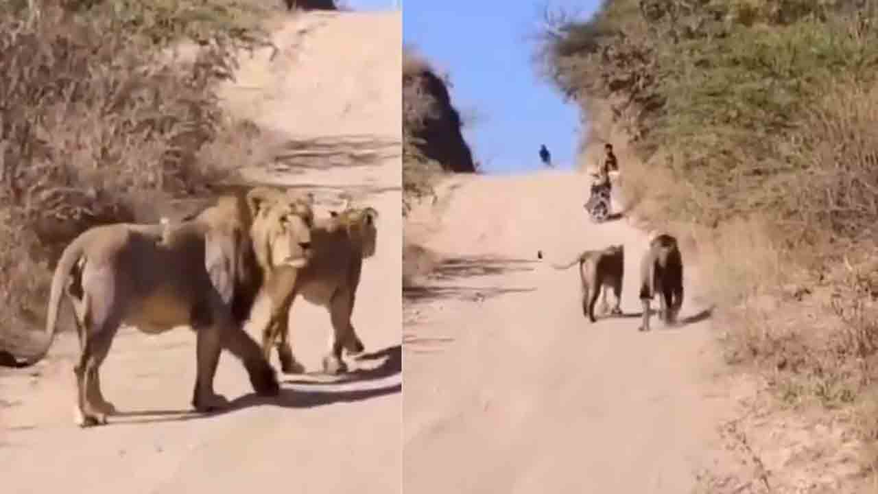 Watch: ఆగి ఉన్న బైకర్‌ వద్దకు వెళ్లిన సింహాలు.. తర్వాత ఏం జరిగిందంటే?