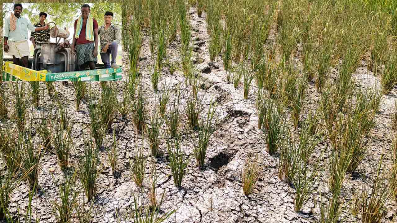 విద్యుత్‌ శాఖ అధికారుల నిర్లక్ష్యం.. కరంట్‌ కోత.. అటుపై లో ఓల్టేజీ.. ఎండిపోతున్న వరి పొలాలు..!