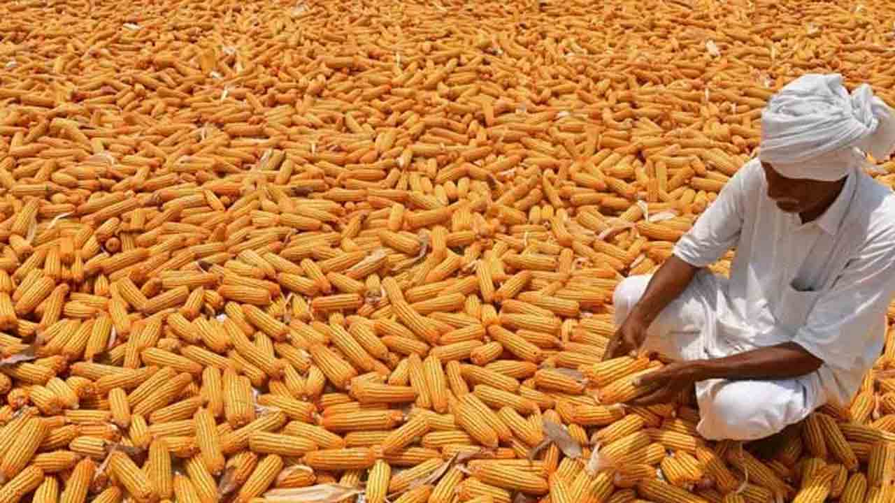 మక్కల కొనుగోళ్లకు చర్యలు