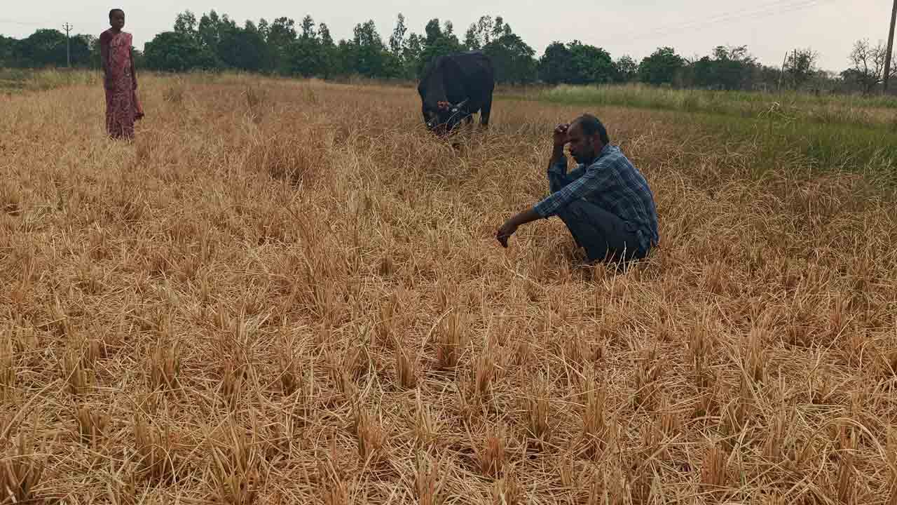 వరి ఎండి.. గుండె పగిలి..