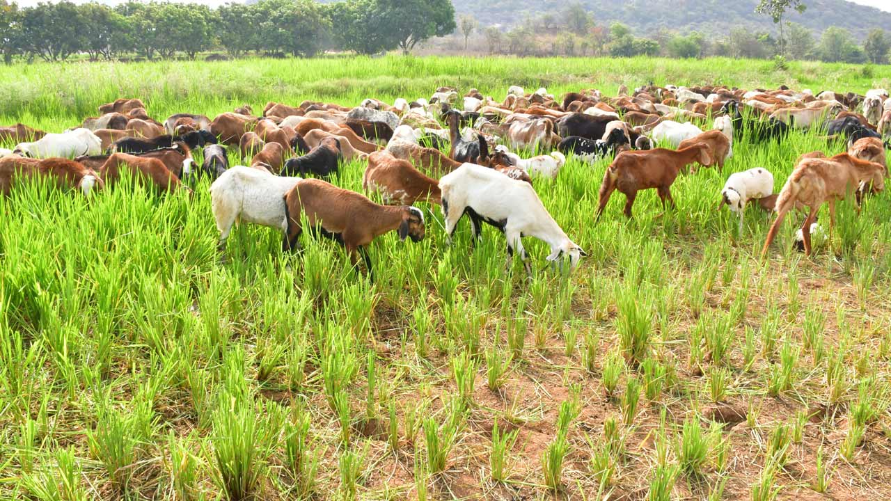 Mahabubnagar1